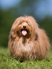 Happy and smiling dog