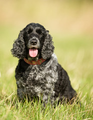Cocker Spaniel Dog