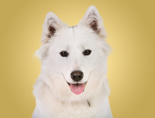 White Dog on Yellow Background