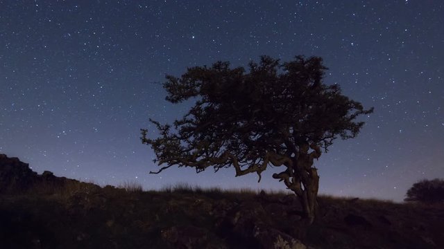 Time lapse of stars and clouds moving behind a gnarly tree.