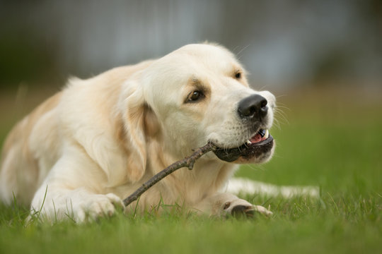 Dog with Stick