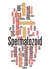 Spermatozoid, word cloud concept 3
