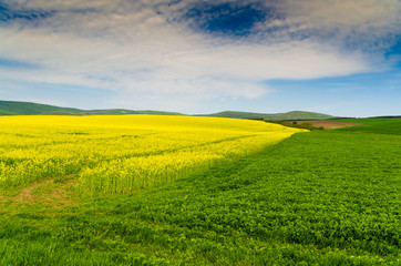 Yellow oilseed rape field under the blue sky with sun