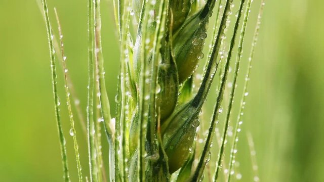 Treatment of cereals against pests, insects and plant diseases