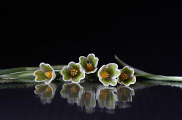 Sneeuwklokjes spiegelend in een zwarte achtergrond