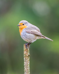 Robin