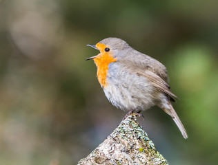 Robin