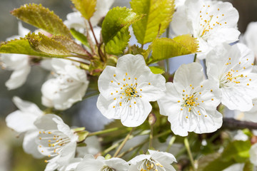  blooming cherry tree