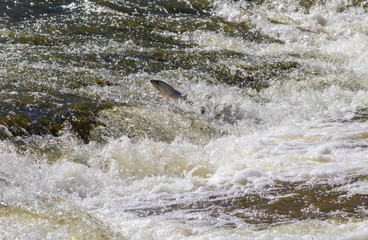 Fish going upstream for spawning.