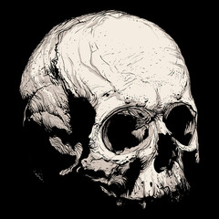 Hand panache of a human skull