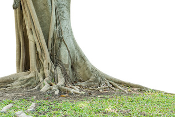 Roots of a tree isolated on white background. This has clipping path.