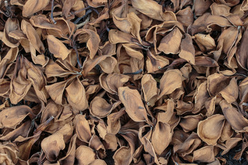 wither frangipani flowers