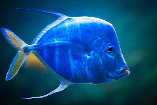 One blue piranha