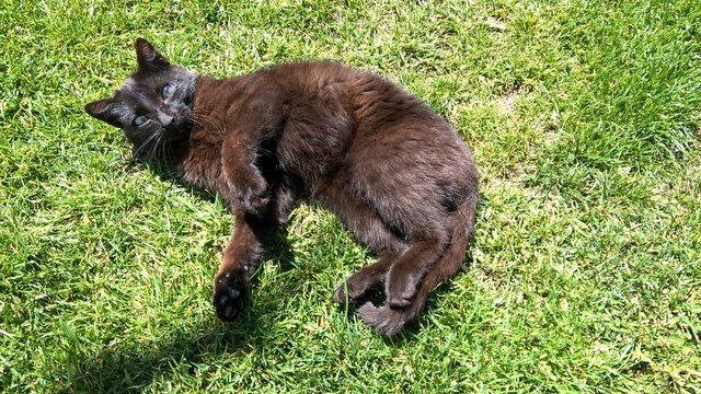 Gato en el c&eacute;sped