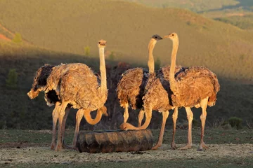 Crédence de cuisine en verre imprimé Autruche Ostriches on an ostrich farm, Karoo region, Western Cape, South Africa.