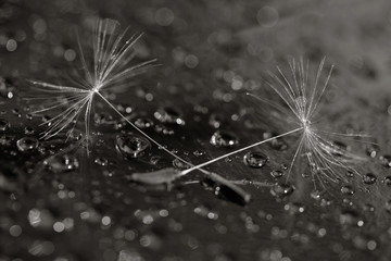 black and white macro photo of two dandelion seeds on the background in the droplets of water. selective focus, shallow depth of field - obrazy, fototapety, plakaty