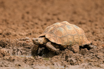 Leopard or mountain tortoise (Stigmochelys pardalis) at a waterhole, South Africa.