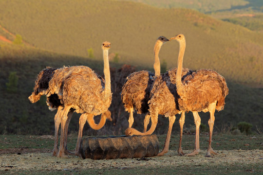 Ostriches on an ostrich farm, Karoo region, Western Cape, South Africa.
