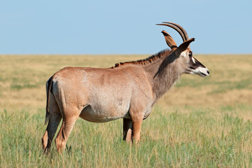 A rare roan antelope (Hippotragus equinus) standing in grassland, Mokala National Park, South Africa.