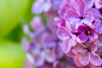 lilac flowers. shallow depth of field, selective focus. space for text