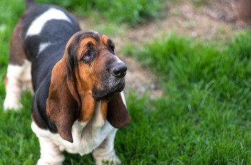 One year old Basset hound (Canis lupus familiaris) in the yard of a hobby farm.  Spotted, multi...