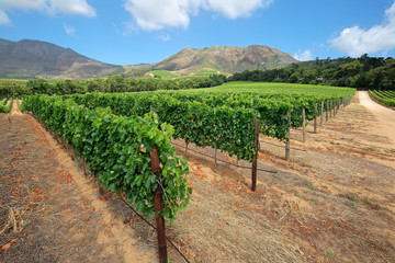 Fototapeta na wymiar Landscape of a vineyard against a backdrop of mountains, Cape Town, South Africa.