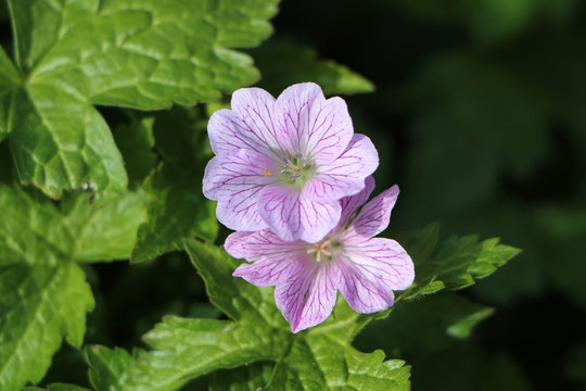 Fleurs de géranium violet