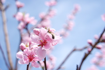 Biene Pfirsichblüte
