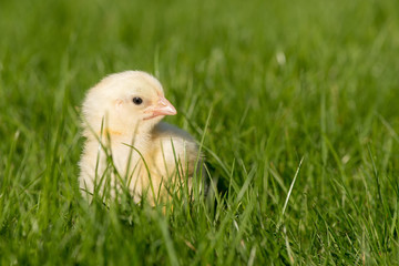Newly-hatched chick on a green grass