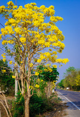 view of Tabebuia chrysotricha yellow flowers blossom on blue sky