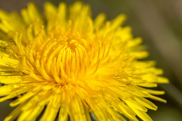 Dandelion on green background - selective focus