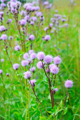 Fototapeta premium Cirsium arvense (Creeping Thistle) flowers on meadow