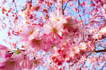 Fototapeta na wymiar sakura flowers