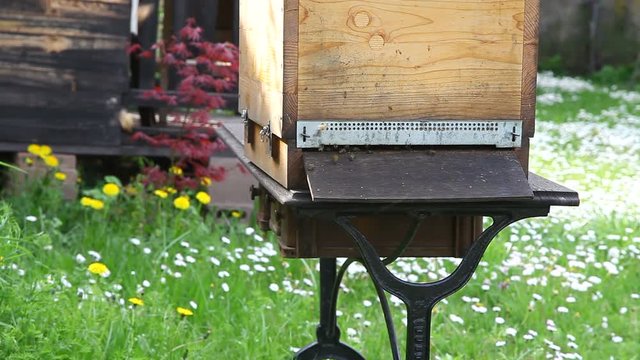 RUCHE ABEILLES