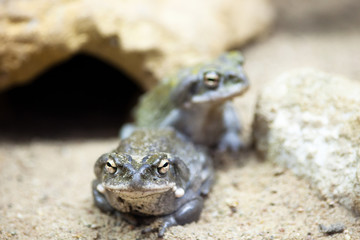 Two lizards in the sand