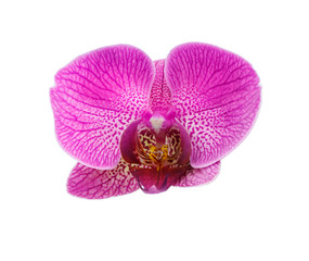 Fototapeta na wymiar pink orchid flower isolated on white background