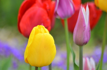 Tulpen