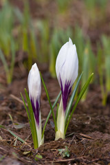 white crocuses in garden