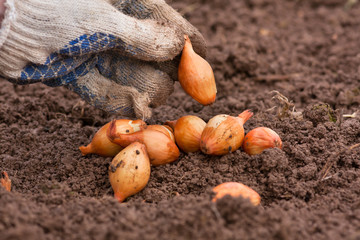 hand with onions ready to planting