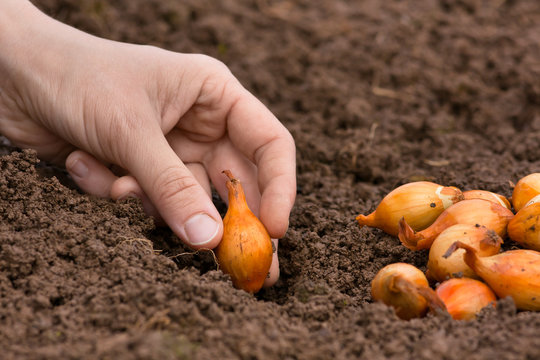 hand planting onion