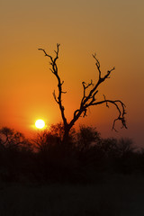 African sunset with a tree silhouette