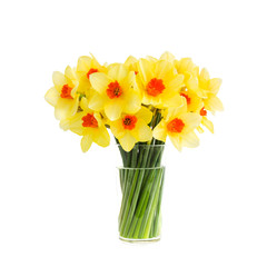 Bouquet of fresh spring narcissus in vase. Isolated over white background