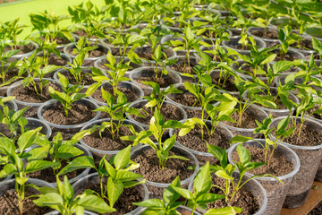 pepper seedlings growing in a greenhouse