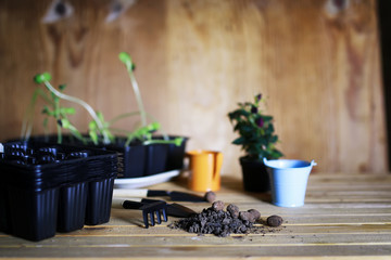 transplanting roses in pot