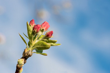 budding branches in the spring - selective focus
