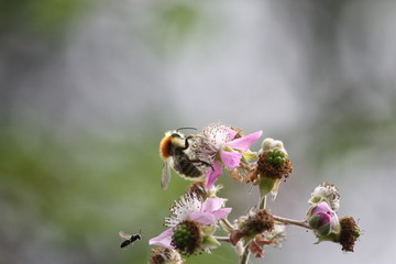 Beauté de la nature