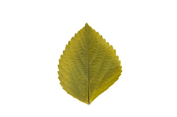 leaves isolated on white background.