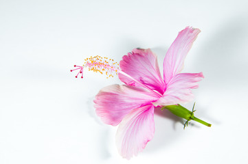 flower isolated on white background.