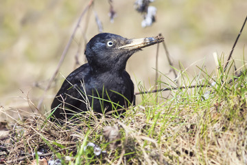 bird black woodpecker on the grass looking for insects, digging with the beak in the ground