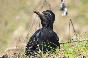 bird black woodpecker sitting on the ground amidst the beautiful lush grass